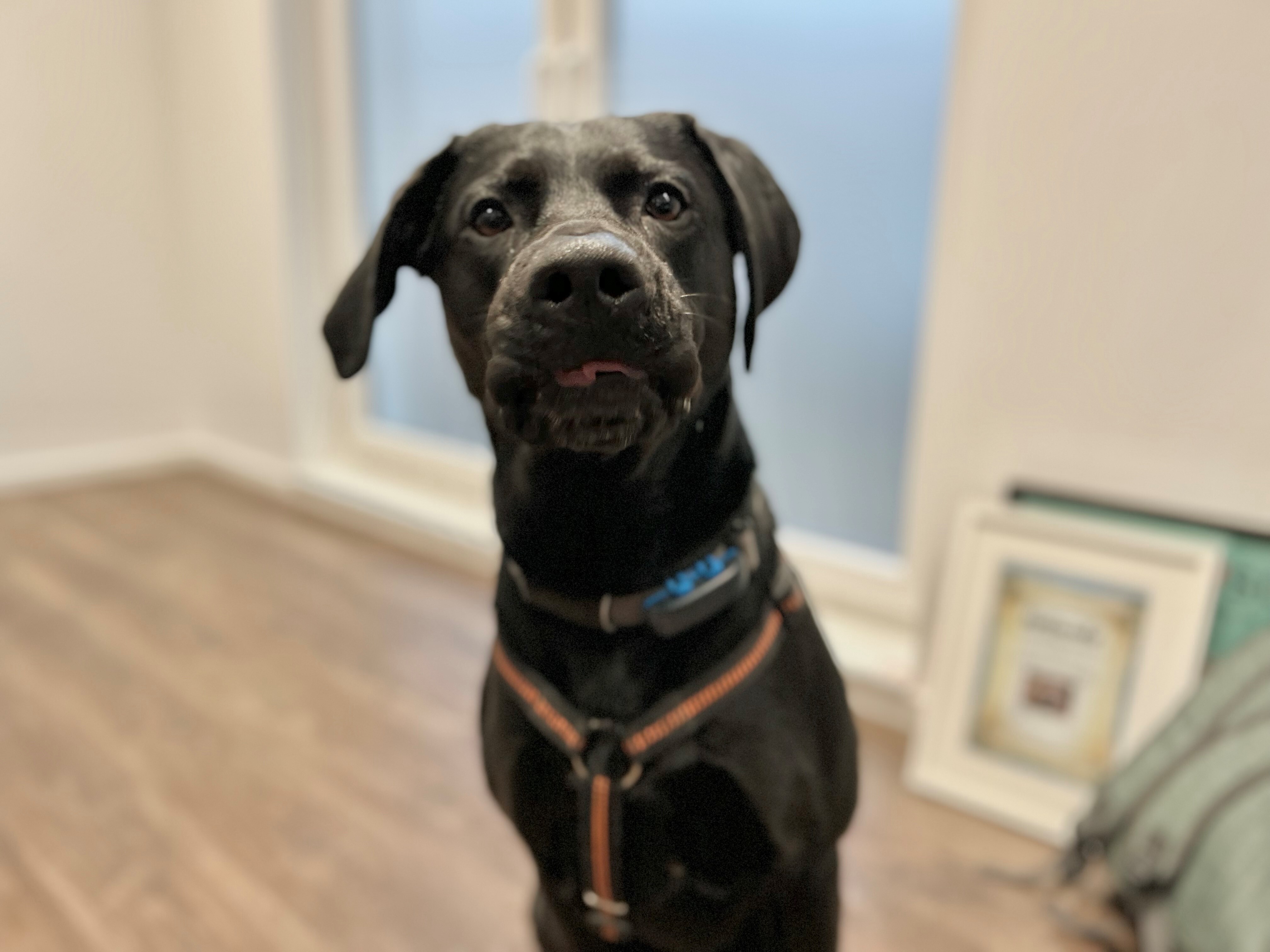 onyx